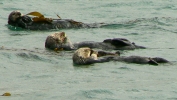 PICTURES/Morro Bay - Otters & Surf/t_3 Otters In a Row.JPG